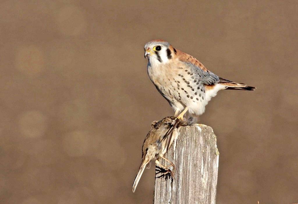 American Kestrel (Falco sparverius) by Gregory 'Slobirdr' Smith is licensed under CC BY-SA 2.0